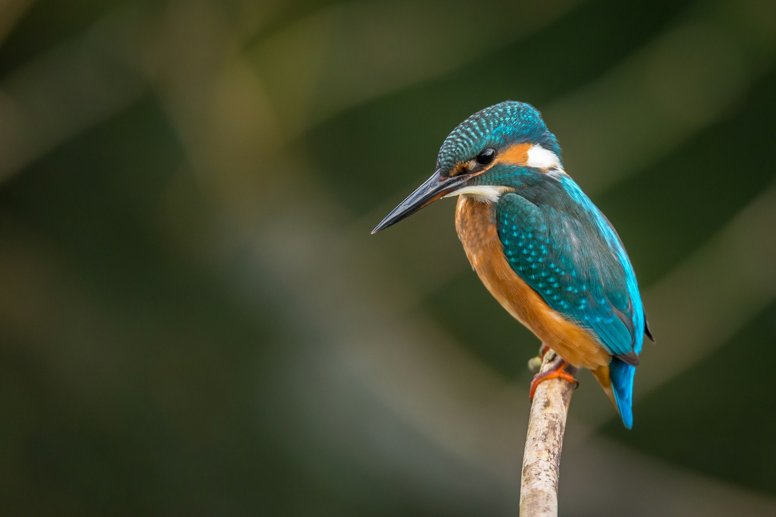 Koshi Tappu Wildlife Reserve & Bird Watching Safari